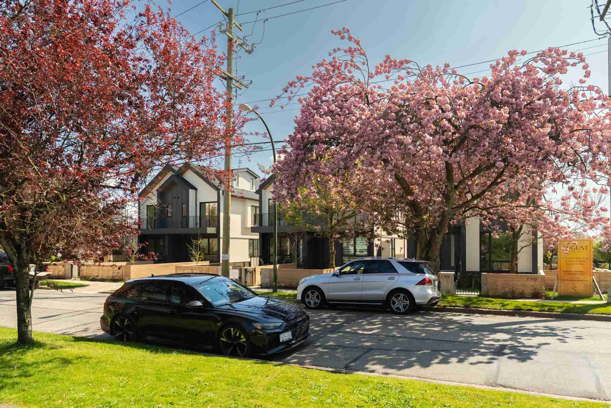 August Laurel + W64 – A sunny street-level view of modern dark-and-white gabled townhomes framed by vibrant blooming cherry blossoms and deep red foliage trees. Parked cars line the paved residential street in front of the landscaped yards and property signage under a clear blue sky.
