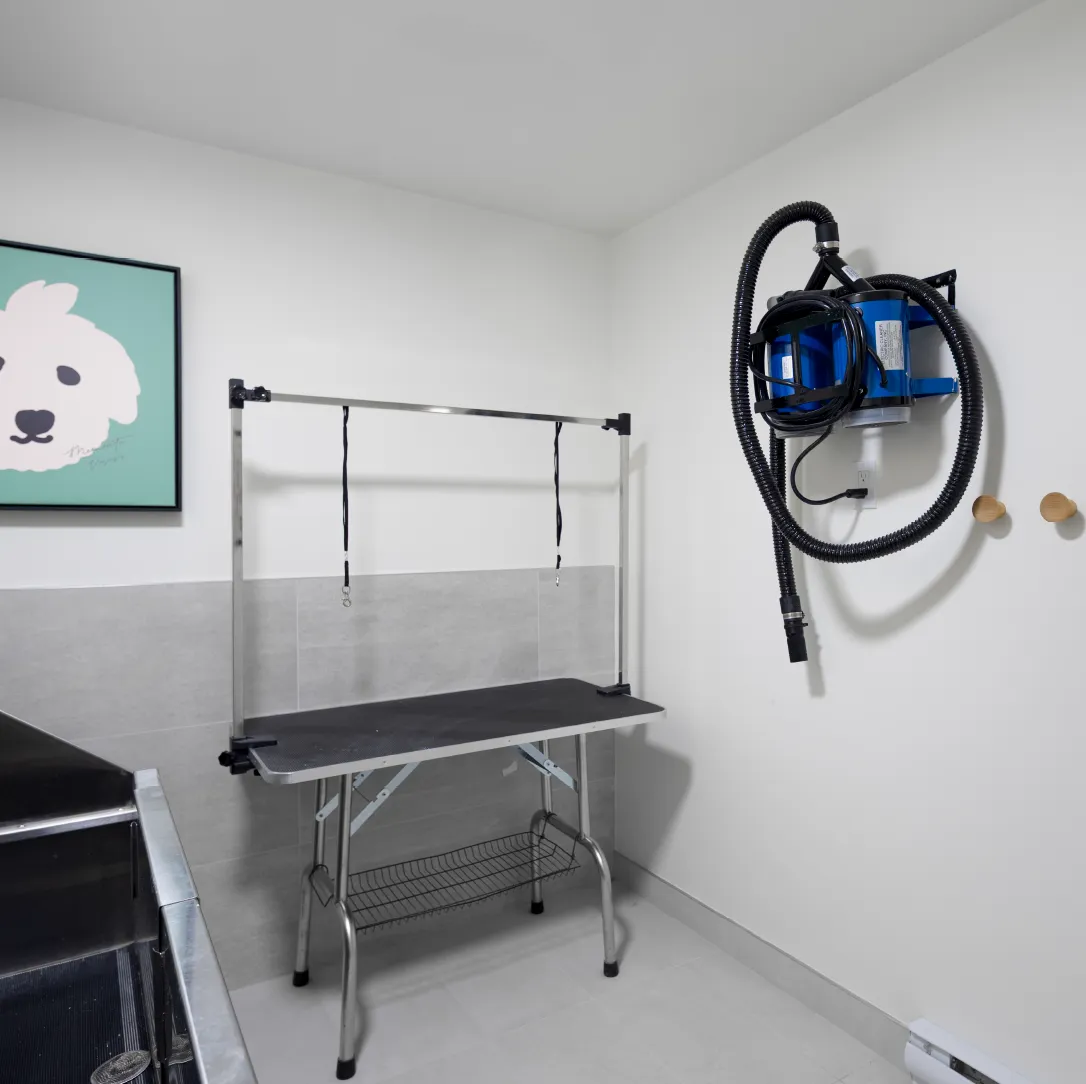 Hartley – A clean, modern pet spa amenity room equipped with a stainless steel grooming table with overhead restraints, a wall-mounted blue blow dryer with hose, and a dog wash tub visible to the side. The bright white walls feature light grey tile wainscoting and framed pet art.