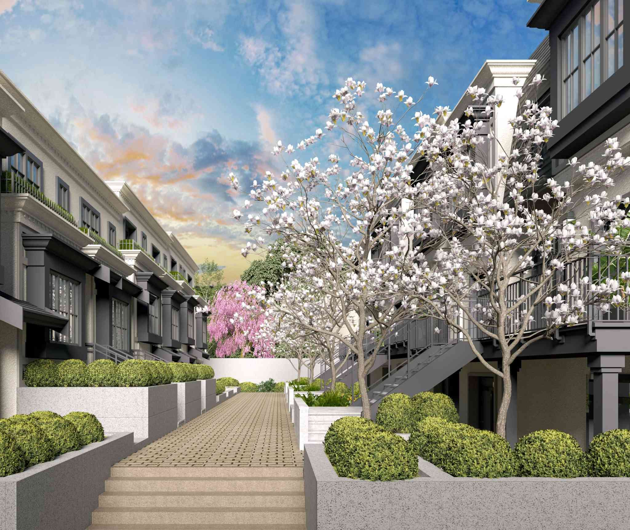 Claremont – A paved pedestrian courtyard runs between rows of modern grey townhomes, bordered by manicured shrubs, concrete planters, and blooming white flowering trees. Exterior staircases lead to upper entries under a bright sky with hints of sunset.